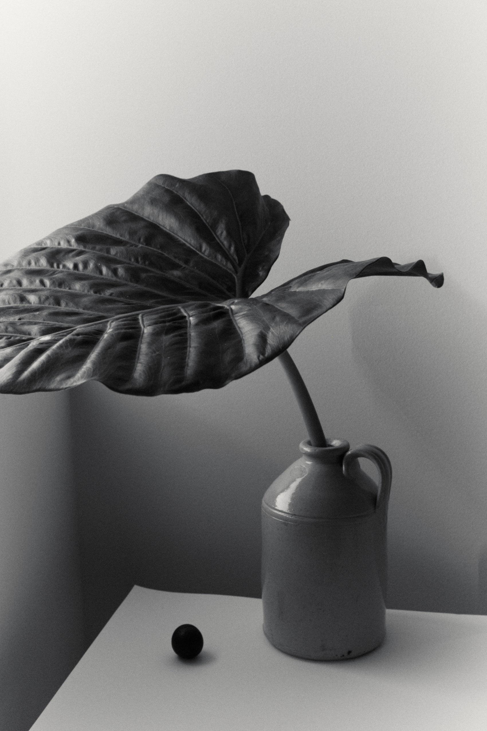California — The Botanical Source